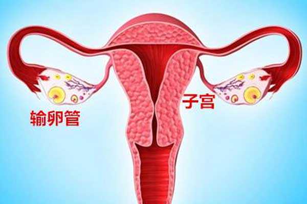 香港验血鉴定男女价格,宫腔积液如何影响辅助生殖技术中助孕过程？